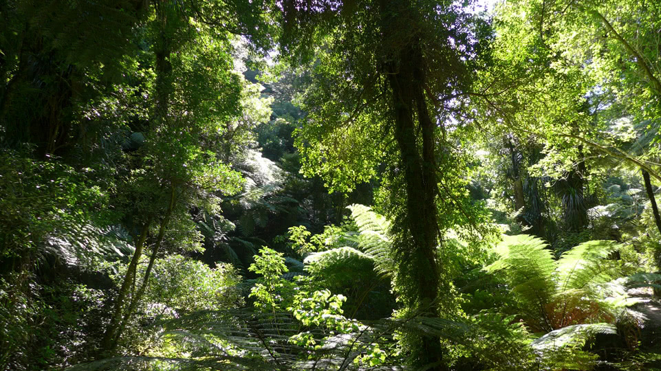 neuseeland-suedinsel-teil-1-tag-10-wald-mit-farn