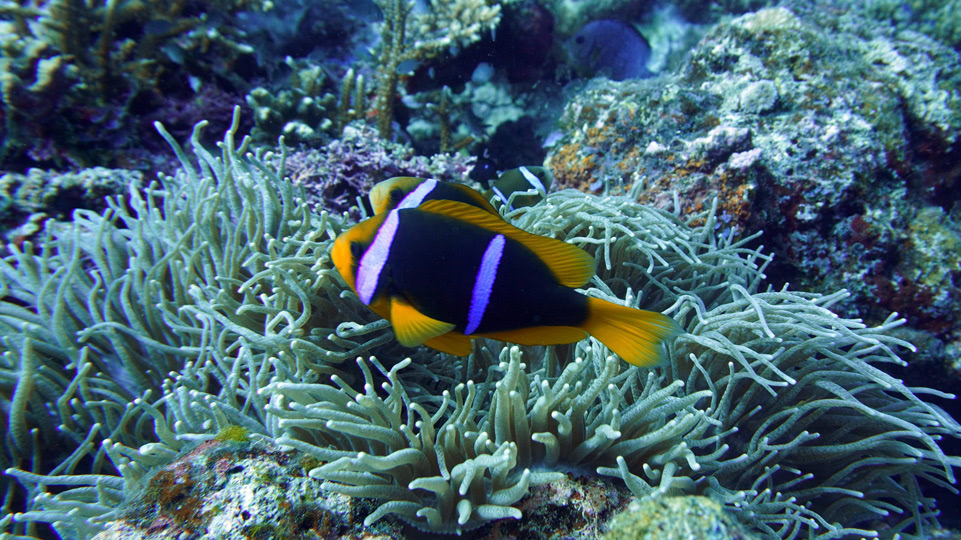 fiji-rainbow-reef-tauchen-clarks-anemonenfische