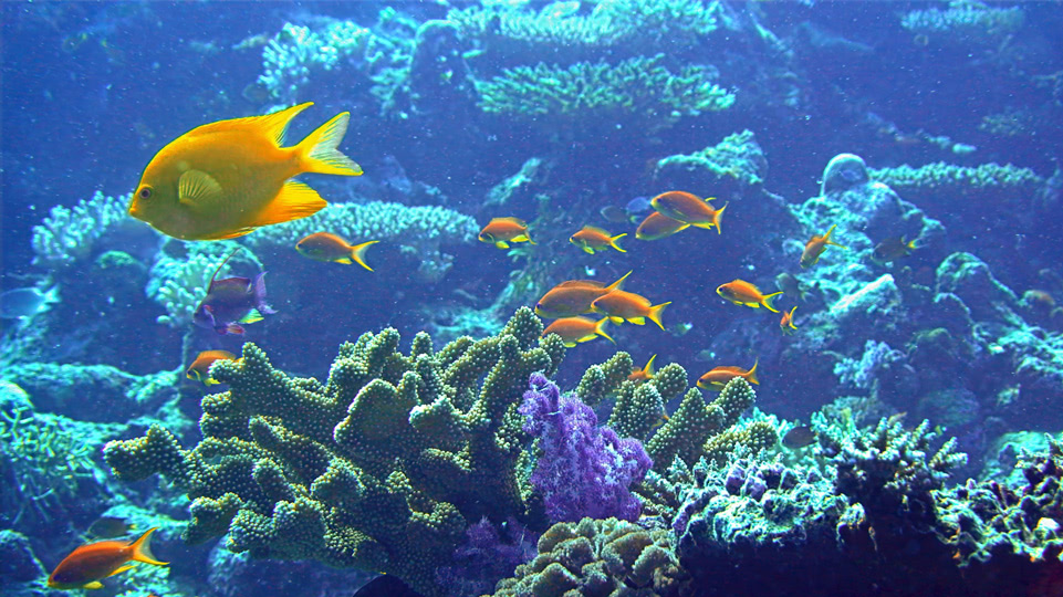 fiji-rainbow-reef-tauchen-fische