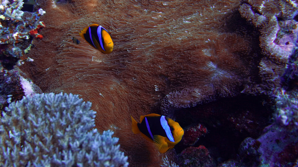 fiji-rainbow-reef-tauchen-gelbschwanz-anemonenfische
