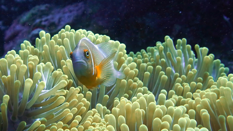 fiji-rainbow-reef-tauchen-halsband-anemonenfisch