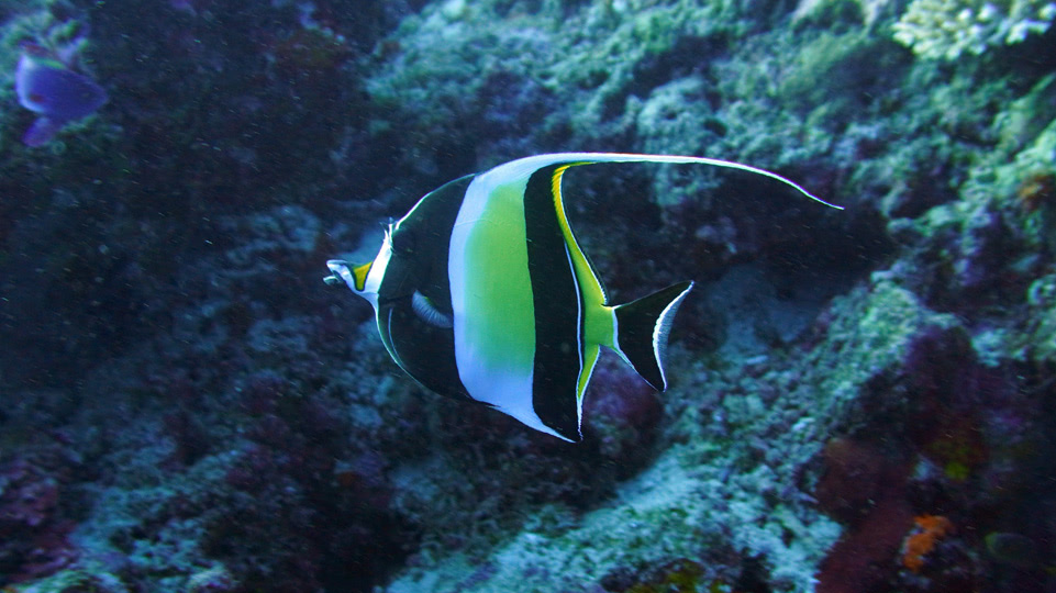 fiji-rainbow-reef-tauchen-halterfisch