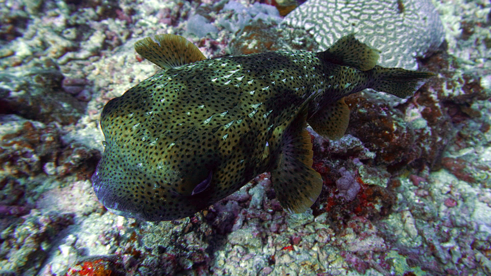 fiji-rainbow-reef-tauchen-igelfisch