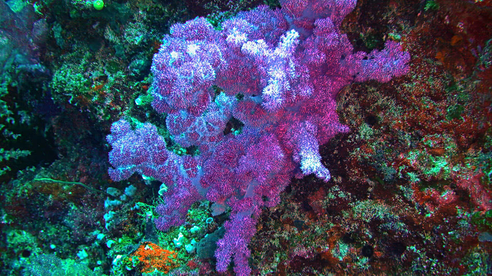 fiji-rainbow-reef-tauchen-korallen