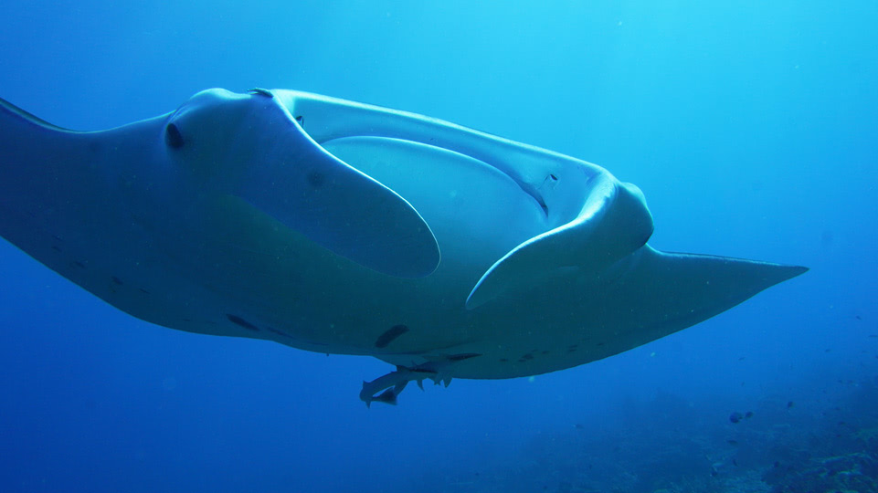 fiji-rainbow-reef-tauchen-manta-nah
