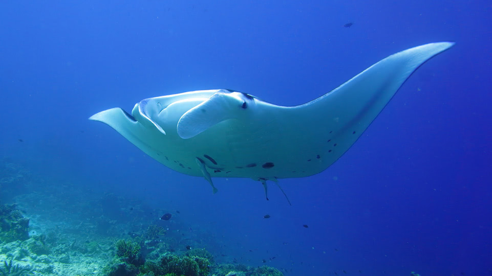 fiji-rainbow-reef-tauchen-manta