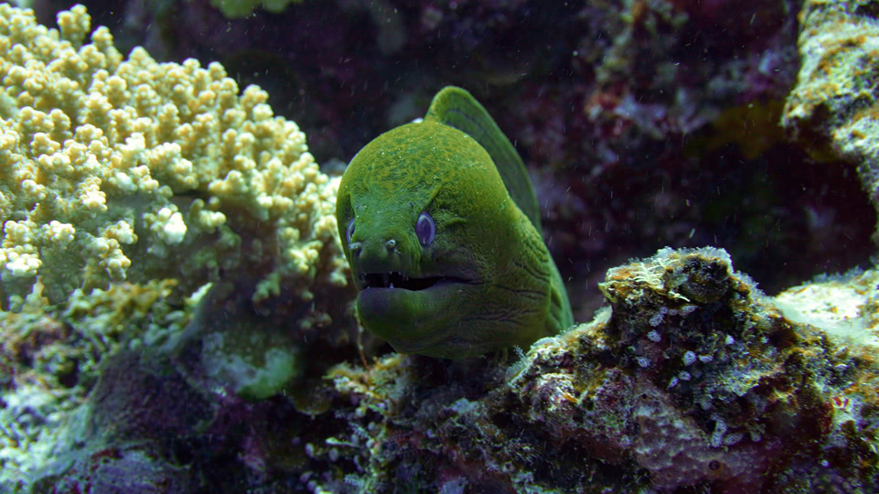 fiji-rainbow-reef-tauchen-muraene