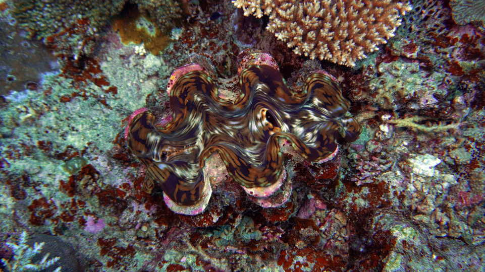 fiji-rainbow-reef-tauchen-muschel
