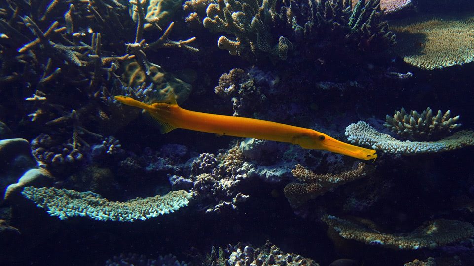 fiji-rainbow-reef-tauchen-pazifischer-trompetenfisch