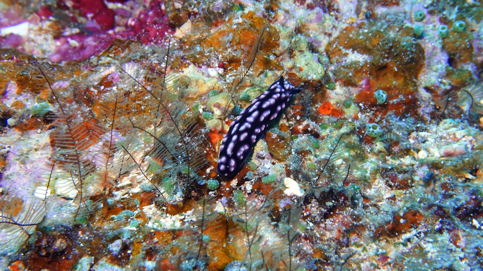 fiji-rainbow-reef-tauchen-pustel-warzenschnecke