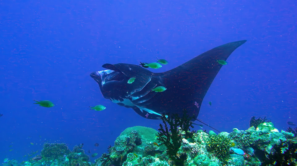 fiji-rainbow-reef-tauchen-schwarzer-manta