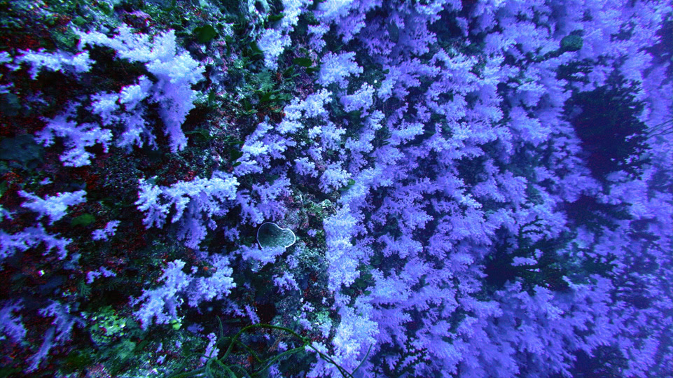 fiji-rainbow-reef-tauchen-white-wall