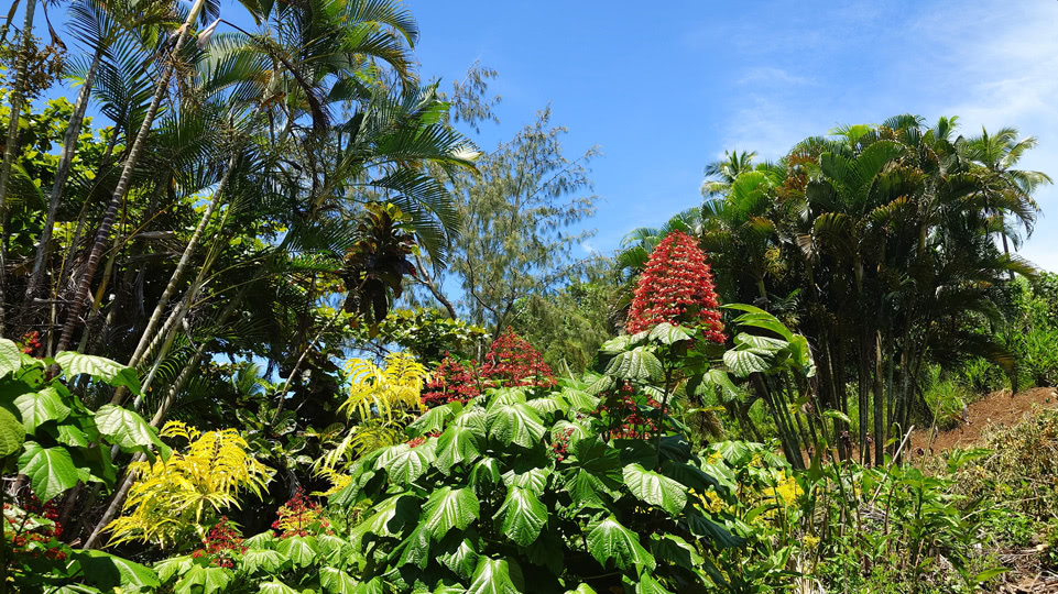 fiji-time-wanderung1-tropische-gaerten
