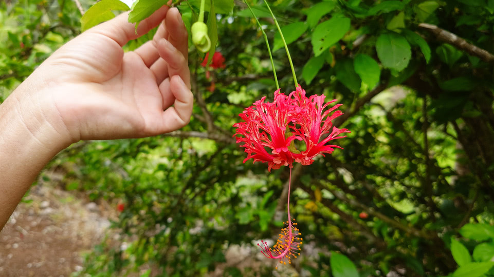 fiji-time-wanderung2-korallen-hibiskus