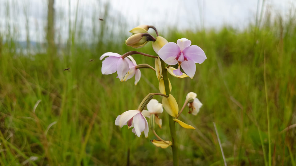 fiji-time-wanderung2-orchidee