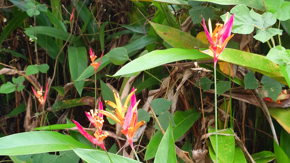 fiji-time-wanderung2-papageien-hummerschere