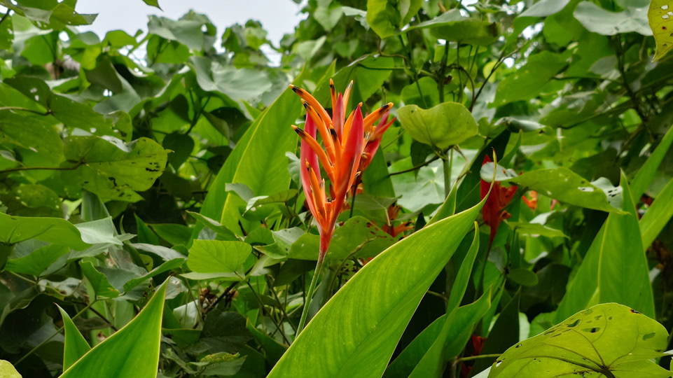 fiji-time-wanderung2-papageienschnabel