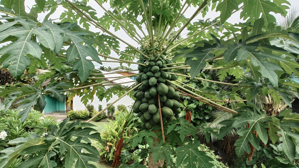 fiji-time-wanderung2-papaya