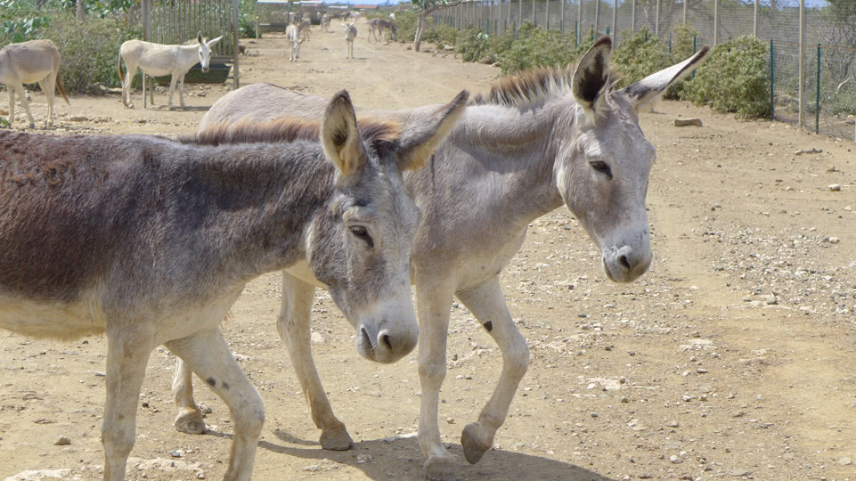 bonaire-donkey-sanctuary-auf-der-strasse