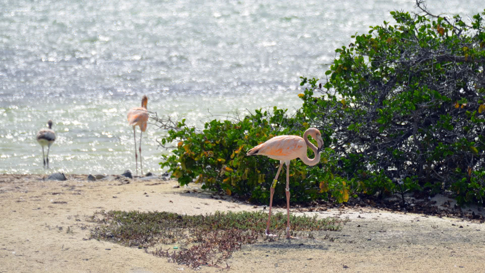 bonaire-sued-flamingos