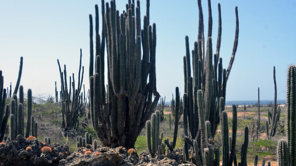 bonaire-sued-kaktuslandschaft