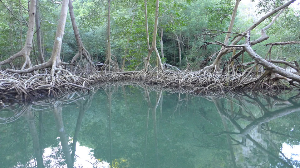dr-besuch-susanne-teil2-mangroven