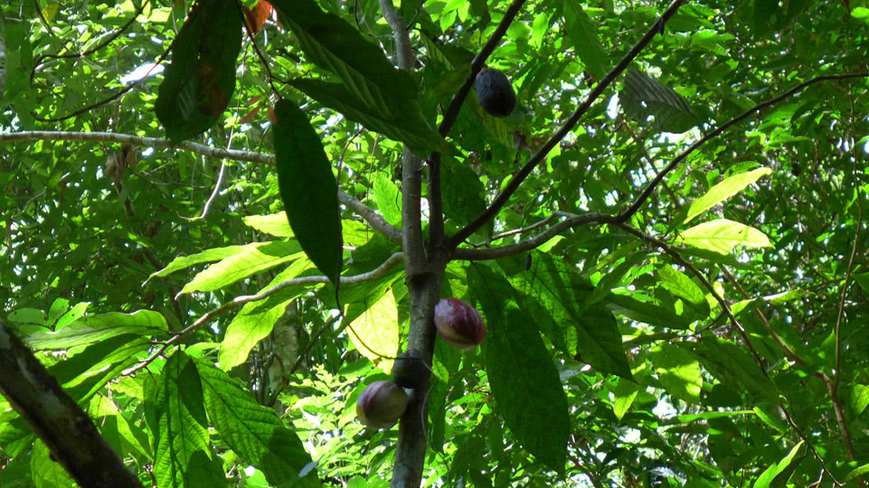 jurassic-park-los-haitises-kakaobaum