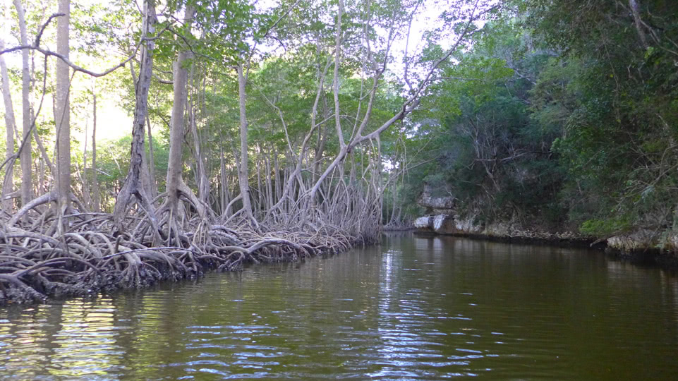 jurassic-park-los-haitises-mangroven