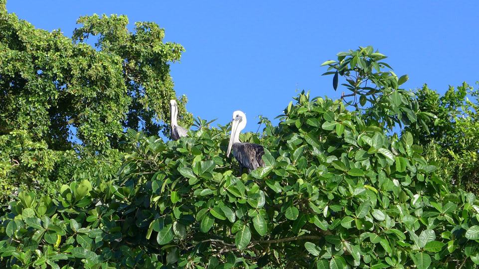 jurassic-park-los-haitises-pelikane