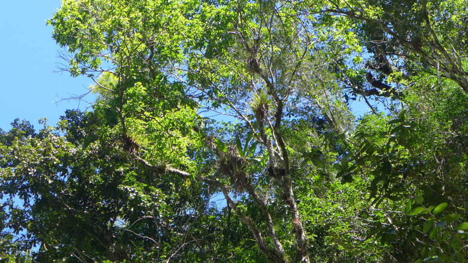 jurassic-park-los-haitises-urwald
