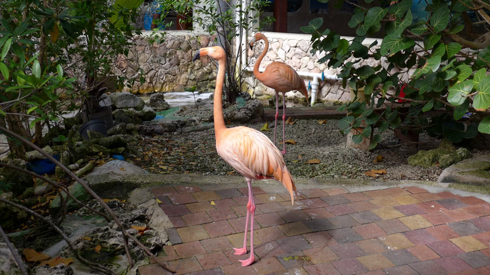 susanne-besuch-flamingo